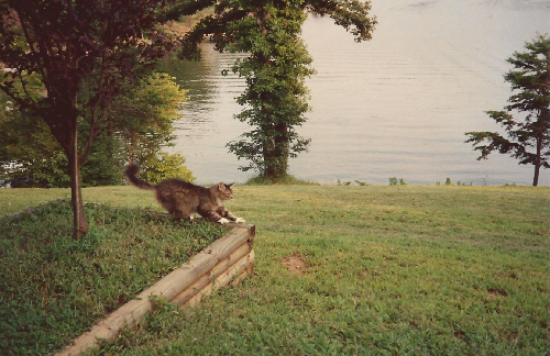 Our cat Chicago