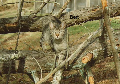 Our cat Bert