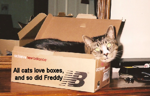 Our cat Freddy