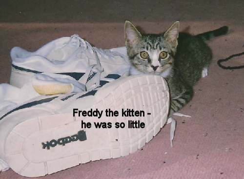 Our cat Freddy